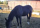 Quarter Horse - Horse for Sale in Ladera, CA 92694