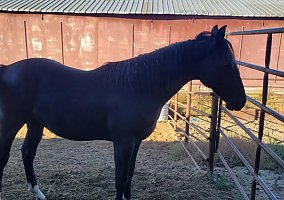 Quarter Horse (Quarter Horse, Gelding) in Ladera, CA