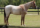 Tennessee Walking - Horse for Sale in , SC 29829