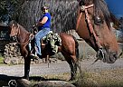 Missouri Fox Trotter - Horse for Sale in Paonia, CO 81428