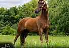 Tennessee Walking - Horse for Sale in Bowling Green, KY 42101