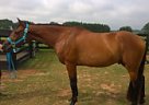 Thoroughbred - Horse for Sale in Buckhead, GA 30625