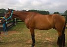 Thoroughbred - Horse for Sale in Buckhead, GA 30625 Thoroughbred - Horse for Sale in Buckhead, GA 30625