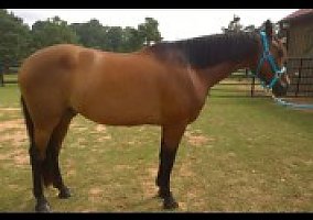 Remmington (Thoroughbred, Gelding) in Buckhead, GA