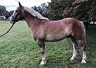 Haflinger - Horse for Sale in Lancaster, PA 17516