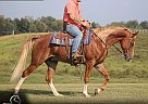 Missouri Fox Trotter - Horse for Sale in Parkers Lake, KY 42634