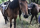 Saddlebred - Horse for Sale in Ortonville, MI 48462