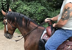 Saddlebred (Saddlebred, Gelding) in Ortonville, MI