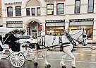 Percheron - Horse for Sale in Bath, PA 18014