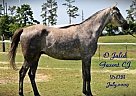 Arabian - Horse for Sale in Quitman, AR 72141 Arabian - Horse for Sale in Quitman, AR 72141