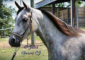 Arabian (Arabian, Gelding) in Quitman, AR