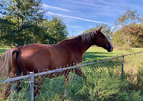 Tennessee Walking (Tennessee Walking, Gelding) in Cameron, TX