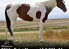 Paint - Horse for Sale in Fort Collins, CO 80524