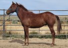 pending - Gelding in Vale, OR pending - Gelding in Vale, OR