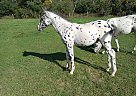 Appaloosa - Horse for Sale in Hill City, MN 55748