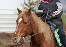 Best Horse Ever Sonny