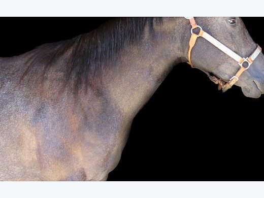 2020 Prospect Mare