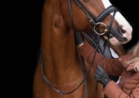Warmblood (Warmblood, Gelding)