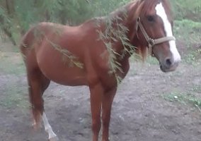 American Quarter Horse for Sale $500.00 Quarter Horse Stallion
