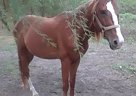 Quarter Horse - Horse for Sale in Mathis, TX 78368