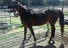 Arabian - Horse for Sale in San Ramon, CA 94583