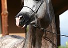 Arabian - Horse for Sale in Santa Ana, CA 92701