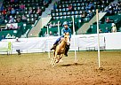 Quarter Pony - Horse for Sale in Walker, MN 56484