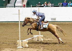 Quarter Pony (Quarter Pony, Mare) in Walker, MN