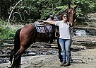 Tennessee Walking - Horse for Sale in GILLSVILLE, GA 30543 Tennessee Walking - Horse for Sale in GILLSVILLE, GA 30543