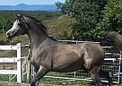 Mr Exxcitement - Stallion in Madison, ME Mr Exxcitement - Stallion in Madison, ME