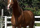Designer Colours - Gelding in Madison, ME Designer Colours - Gelding in Madison, ME