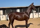 Andalusian - Horse for Sale in ACTON, CA 93510