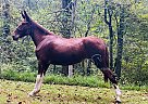 Mule - Horse for Sale in Tompkinsville, KY 42167 Mule - Horse for Sale in Tompkinsville, KY 42167