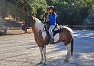 Paint - Horse for Sale in Chino, CA 91710 Paint - Horse for Sale in Chino, CA 91710