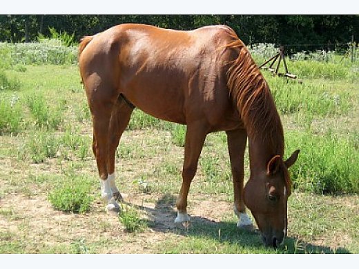 Great Trail/ Ranch Horse