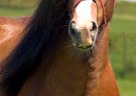 Gypsy Vanner - Horse for Sale in Taylor, MI 48180 Gypsy Vanner - Horse for Sale in Taylor, MI 48180