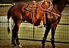 Quarter Horse - Horse for Sale in Johnson City, TX 78636