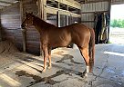 Jac - Gelding in New Albany, OH