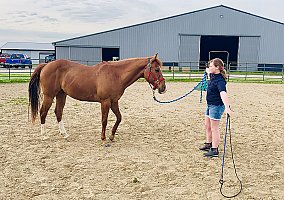 Jacpot (Quarter Horse, Gelding) in New Albany, OH