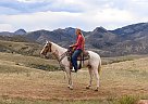 Lusitano - Horse for Sale in Laporte, CO 80535 Lusitano - Horse for Sale in Laporte, CO 80535