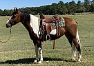 Tennessee Walking - Horse for Sale in Laurens, SC 29360 Tennessee Walking - Horse for Sale in Laurens, SC 29360