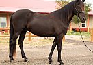 Missouri Fox Trotter - Horse for Sale in Fort Collins, CO 80524