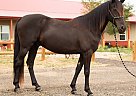 Missouri Fox Trotter - Horse for Sale in Fort Collins, CO 80524 Missouri Fox Trotter - Horse for Sale in Fort Collins, CO 80524