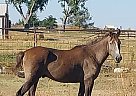 Mustang - Horse for Sale in Bennett, CO 80102
