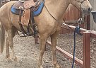 Lucky - Mare in Chino, CA Lucky - Mare in Chino, CA