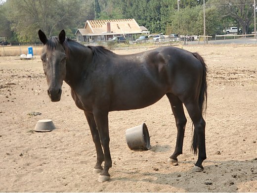 Pasture Ornament