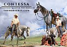 Quarter Horse - Horse for Sale in Laporte, CO 80535 Quarter Horse - Horse for Sale in Laporte, CO 80535
