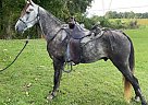 Tennessee Walking - Horse for Sale in Lucas, OH 45648 Tennessee Walking - Horse for Sale in Lucas, OH 45648
