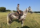 Tennessee Walking - Horse for Sale in Bowling Green, KY 42101