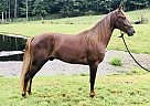Rocky Mountain - Horse for Sale in Lancaster, KY 40444 Rocky Mountain - Horse for Sale in Lancaster, KY 40444